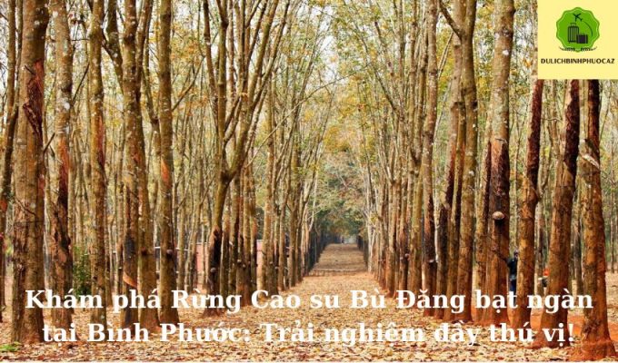 Khám phá Rừng Cao su Bù Đăng bạt ngàn tại Bình Phước: Trải nghiệm đầy thú vị!